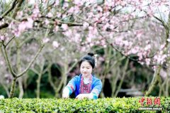 广西三江：桃花映茶园 春日采茶忙